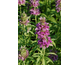 Monarda citriodora 