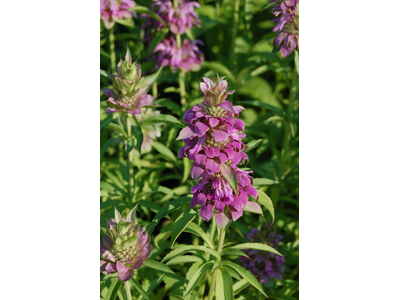 Monarda citriodora