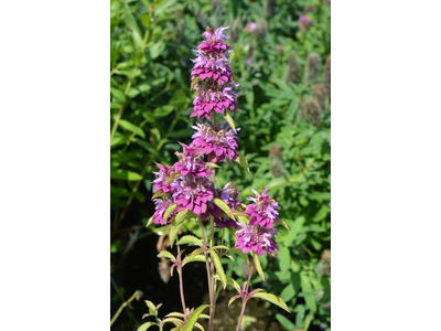 Monarda citriodora