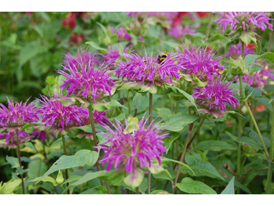 Monarda didyma