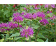 Monarda didyma Blue Stocking