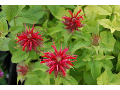 Monarda didyma