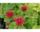 Monarda didyma 