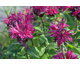 Monarda didyma