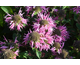 Monarda didyma Melua Pink