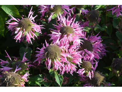 Monarda didyma