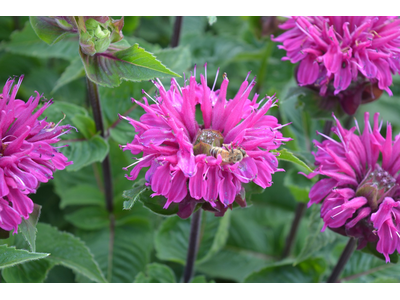 Monarda didyma