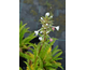 Morina longifolia None