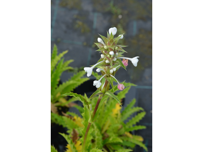 Morina longifolia
