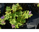 Nepeta Blue Dragon ®