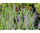 Nepeta Dropmore