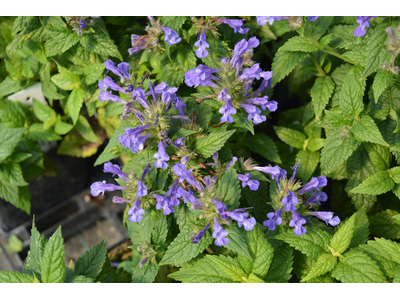 Nepeta