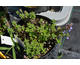 Nepeta faassenii Purrsian Blue ®