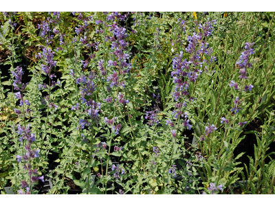 Nepeta faassenii