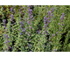 Nepeta faassenii