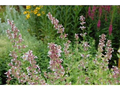 Nepeta grandiflora