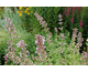 Nepeta grandiflora