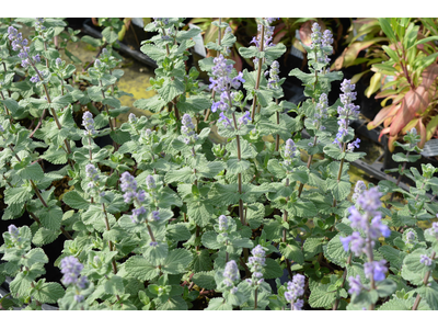 Nepeta grandiflora