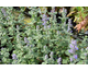 Nepeta grandiflora Summer Magic ®