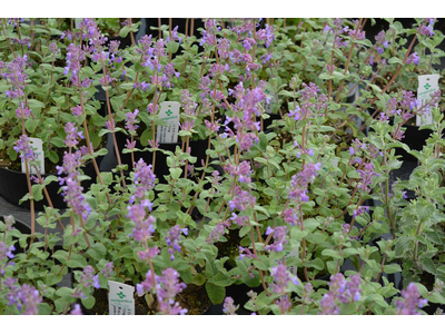 Nepeta racemosa