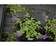 Nepeta racemosa Little Tich