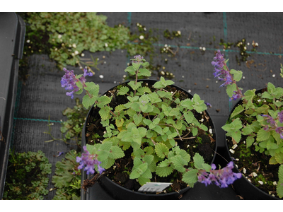 Nepeta racemosa