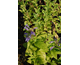 Nepeta subsessilis