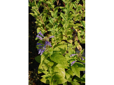 Nepeta subsessilis