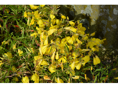 Oenothera