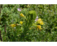 Oenothera fruticosa