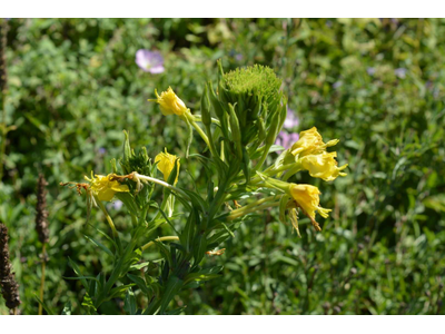 Oenothera fruticosa