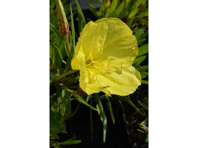 Oenothera macrocarpa