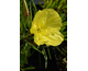 Oenothera macrocarpa None
