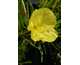 Oenothera macrocarpa