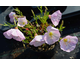 Oenothera speciosa Siskiyou