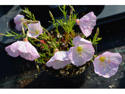 Oenothera speciosa