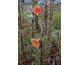 Oenothera versicolor Sunset Boulevard