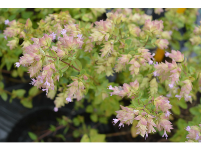 Origanum rotundifolium