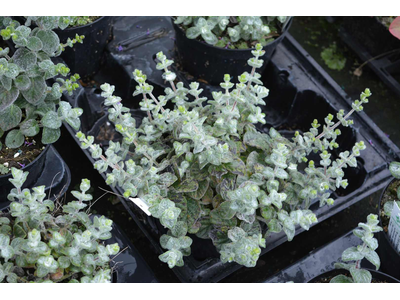 Origanum dictamnus