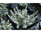 Origanum dictamnus None