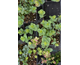 Origanum rotundifolium Kirigami
