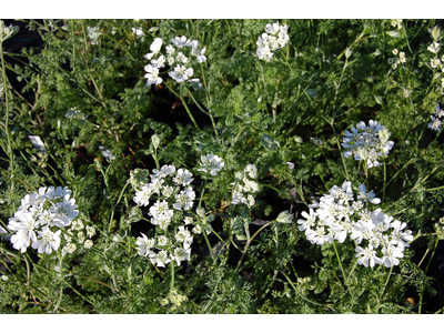 Orlaya grandiflora