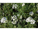 Orlaya grandiflora White Lace