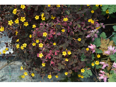 Oxalis spiralis ssp. vulcanicola