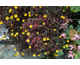 Oxalis spiralis ssp. vulcanicola Plum Crazy