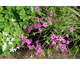 Oxalis acetosella var. rosea