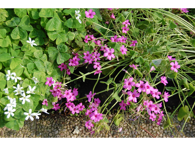 Oxalis acetosella var. rosea