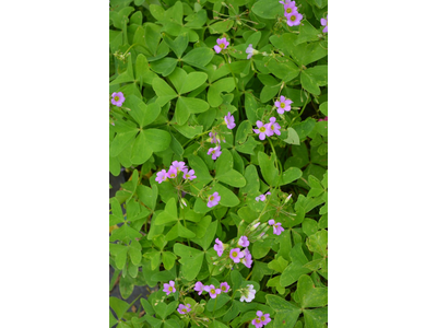 Oxalis latifolia