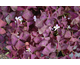 Oxalis triangularis Burgundy Wine