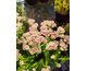 Ozothamnus rosmarinifolius Silver Jubilee